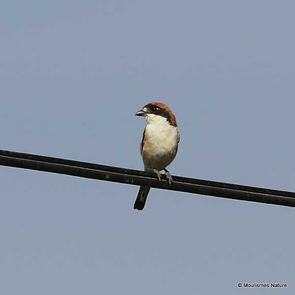 Woodchat Shrike (Lanius senator) M