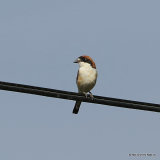 Woodchat Shrike (Lanius senator) M