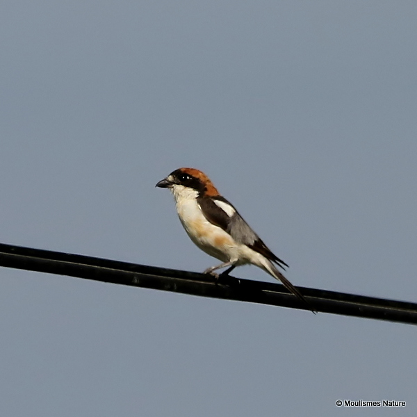 Woodchat Shrike (Lanius senator) M
