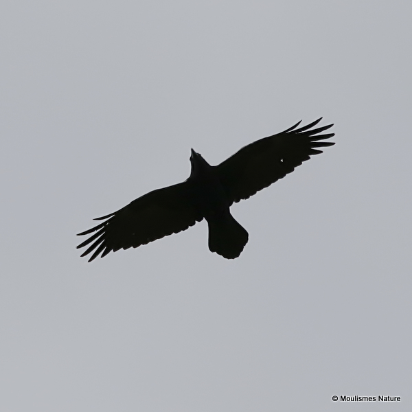 Common Raven (Corvus corax)