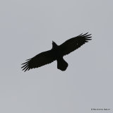 Common Raven (Corvus corax), Grand Corbeau