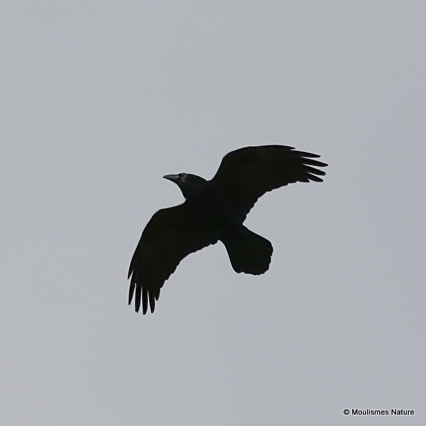 Common Raven (Corvus corax)