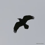 Common Raven (Corvus corax), Grand Corbeau