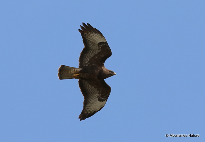 Buteo buteo ad