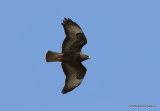 Buteo buteo ad