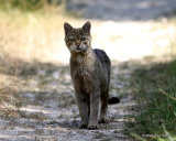 (?)European Wildcat (Felis silvestris silvestris)