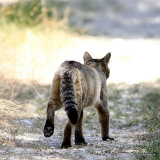 (?)European Wildcat (Felis silvestris silvestris)