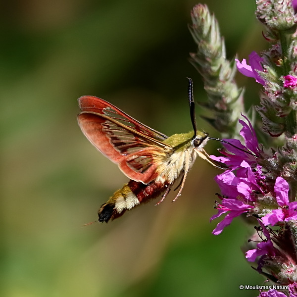 Broad-bordered Bee Hawkmoth (Hemaris fuciformis)