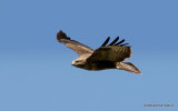 Buteo buteo juv