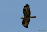 Buteo buteo juv
