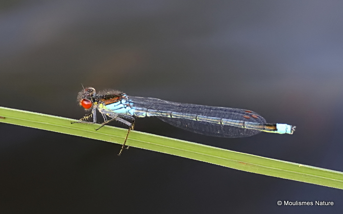 Red-eyed Damselfly (Erythromma najas) M