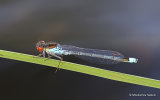 Red-eyed Damselfly (Erythromma najas) M
