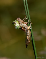Emperor (Anax imperator)