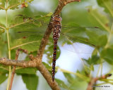 Migrant Hawker (Aeshna mixta) F