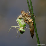 Emperor (Anax imperator)