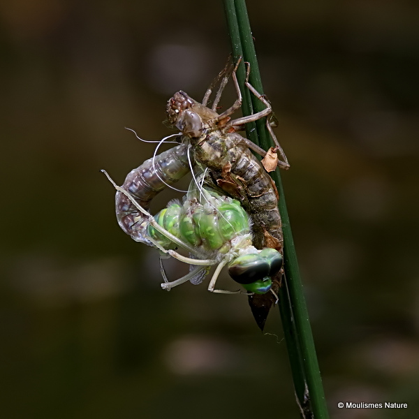 Emperor (Anax imperator)
