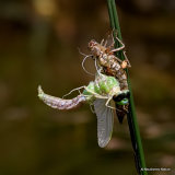 Emperor (Anax imperator)