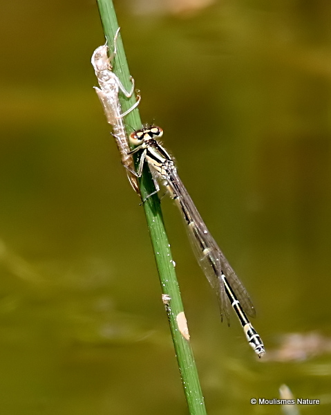 Dainty Damselfly (Coenagrion scitulum) F-ten