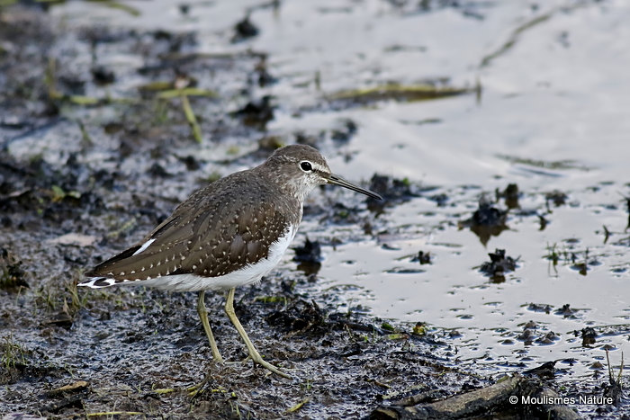 Green Sandpiper (Tringa ochropus) Juv