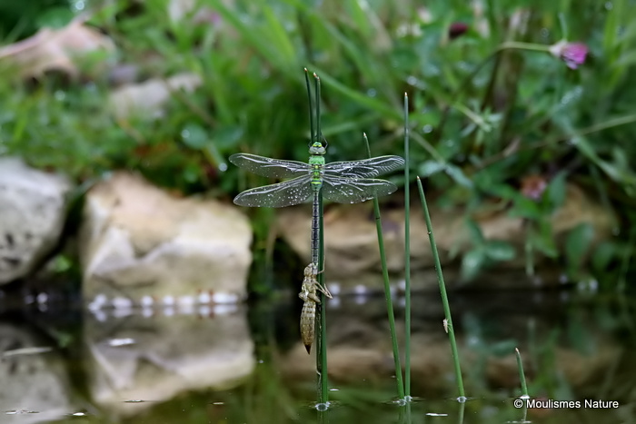 Emperor (Anax imperator) M-ten