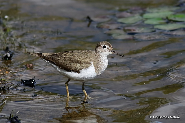 Common Sandpiper (Actitis hypoleucos) Ad-S