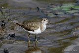 Common Sandpiper (Actitis hypoleucos) Ad-S