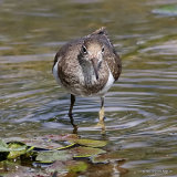 Common Sandpiper (Actitis hypoleucos) Ad-S