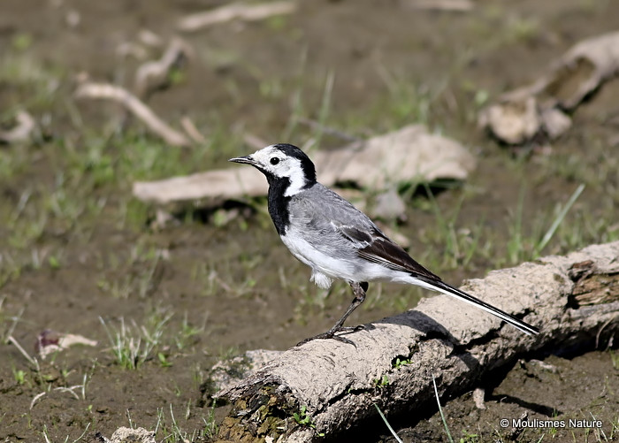 White Wagtail (Motacilla alba) M-S