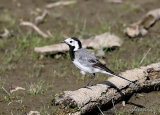 White Wagtail (Motacilla alba) M-S