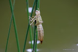 Emperor (Anax imperator)