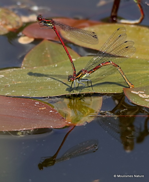 Large Red Damselfly (Pyrrhosoma nymphula)
