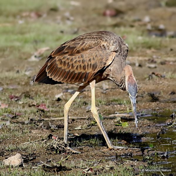 Purple Heron (Ardea purpurea) Juv, Héron pourpré