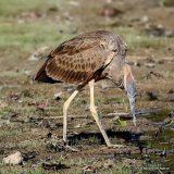Purple Heron (Ardea purpurea) Juv, Héron pourpré