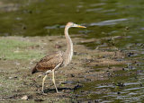 Purple Heron (Ardea purpurea) Juv, Héron pourpré