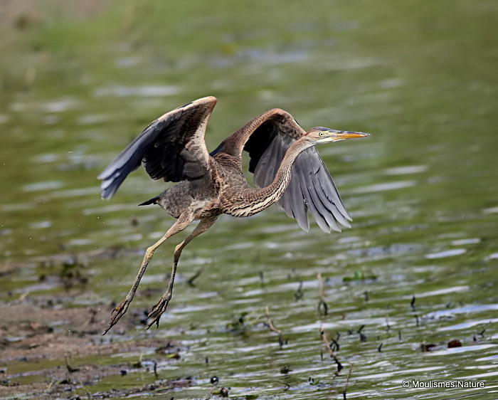 Purple Heron (Ardea purpurea) Juv, Héron pourpré