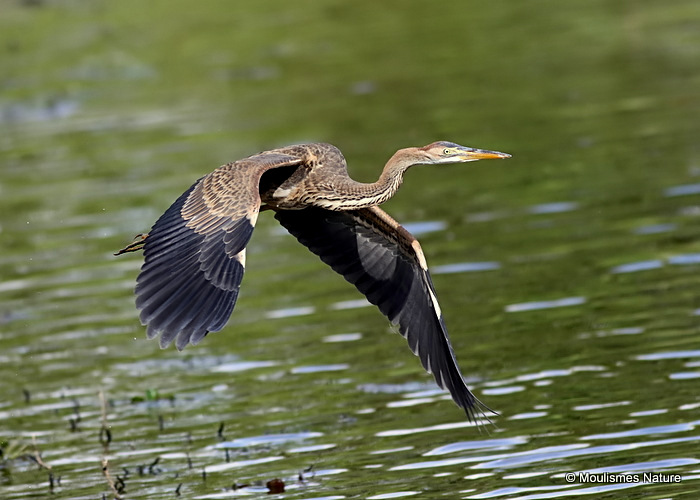 Purple Heron (Ardea purpurea) Juv, Héron pourpré
