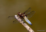Broad-bodied Chaser (Libellula depressa) M