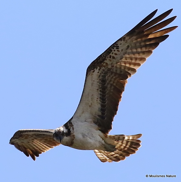 Osprey (Pandion haliaetus) Ad
