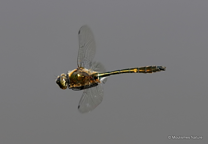 Downy Emerald (Cordulia aenea) M