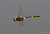 Downy Emerald (Cordulia aenea) M