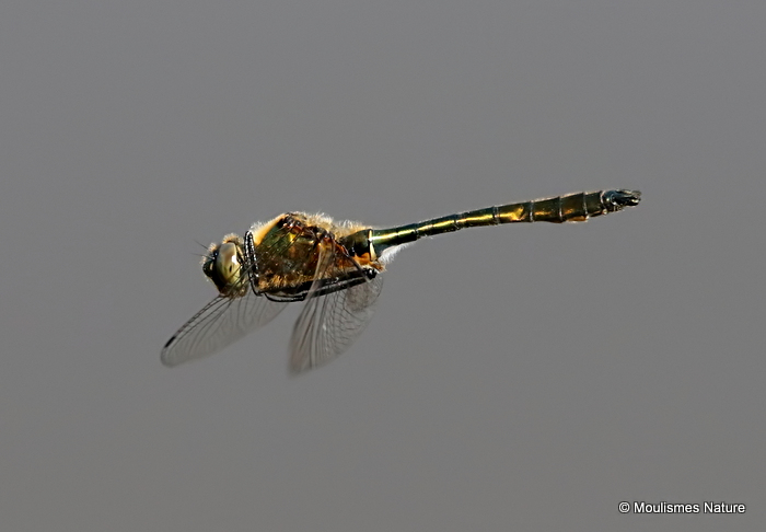 Downy Emerald (Cordulia aenea) M