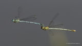 White-legged Damselflies (Platycnemis pennipes)