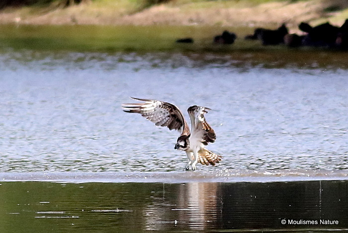 Osprey (Pandion haliaetus) Ad