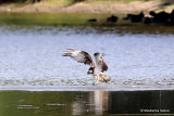 Osprey (Pandion haliaetus) Ad