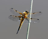 Four-spotted Chaser (Libellula quadrimaculata) F