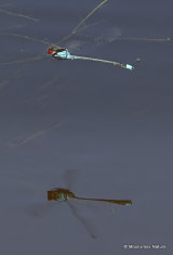Red-eyed Damselfly (Erythromma najas) M