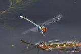 Red-eyed Damselfly (Erythromma najas) M