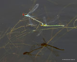 Red-eyed Damselflies (Erythromma najas)