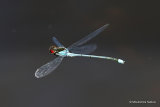 Red-eyed Damselfly (Erythromma najas) M
