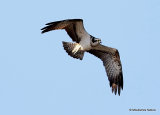 Osprey (Pandion haliaetus) Ad